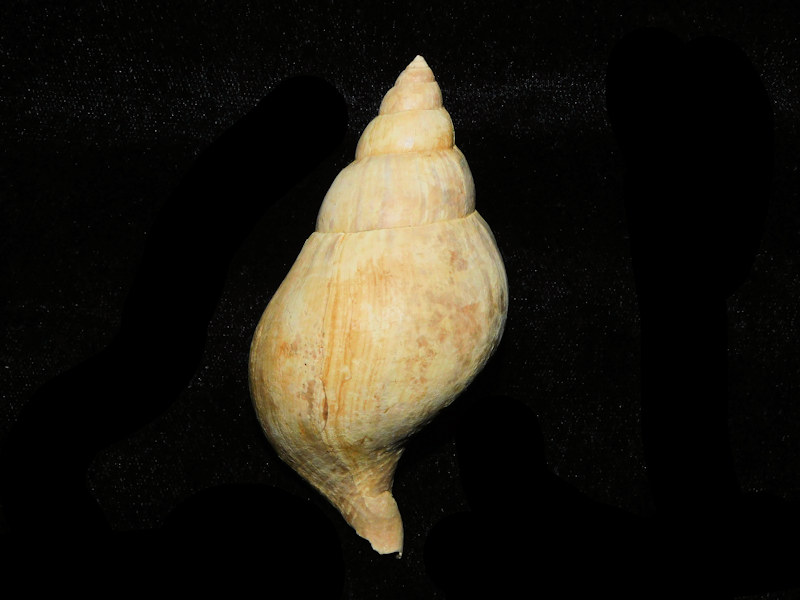 Cinctura rucksorum 3 3/8” or 84.75mm. "Rucks Pit" #17541 Cinctura rucksorum 3 3/8” or 84.75mm. "Rucks Pit" #17541