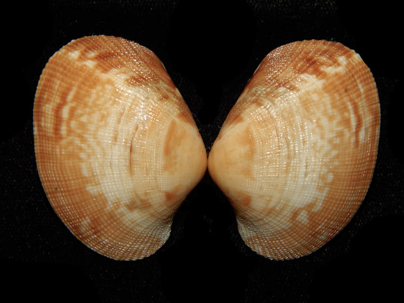 Ruditapes philippinarium 1 3/4"-British Columbia-Lot#16190 Ruditapes philippinarium 1 3/4"-British Columbia-Lot#16190