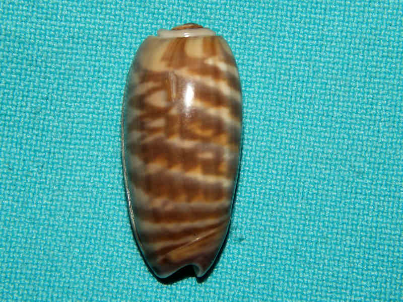 Oliva (Rufoliva) rufula 1 ¼”-Zamboanga Philippines Lot#16414 Oliva (Rufoliva) rufula 1 ¼”-Zamboanga Philippines Lot#16414