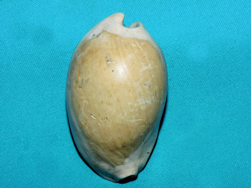 Akleistostoma rugostoma 2 7/8” or 72.63mm. Ultra-Rare #400051 Akleistostoma rugostoma 2 7/8” or 72.63mm. Ultra-Rare #400051