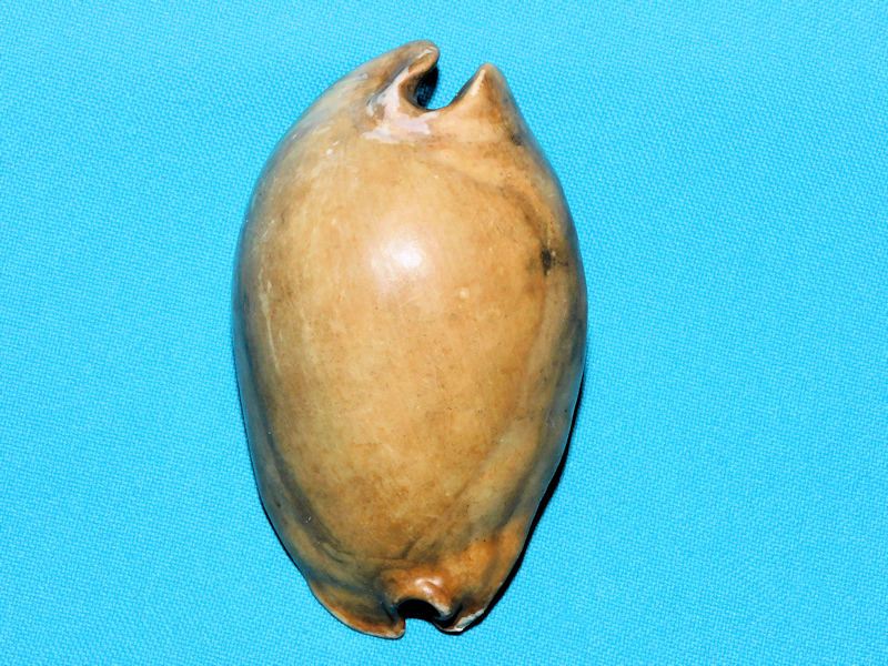 Akleistostoma rugostoma 3 3/8” or 83.50mm. "Rare"#800135 Akleistostoma rugostoma 3 3/8” or 83.50mm. "Rare"#800135