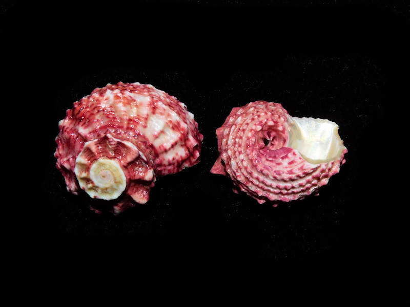 Angaria rugosa (2) 28.53mm & 23.77mm."Rare India"#700013 Angaria rugosa (2) 28.53mm & 23.77mm."Rare India"#700013