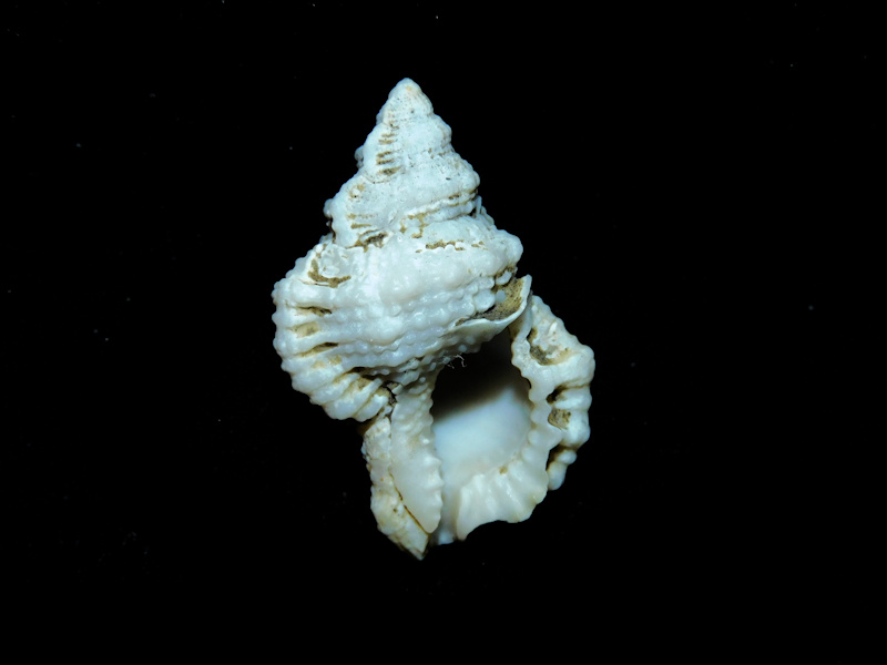 Bursa rugosa 1 ¼” or 31.54mm."Gatun Fossil" #700959
