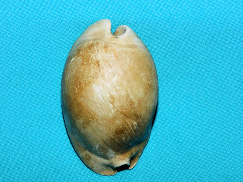 Akleistostoma rugostoma 2 5/8”& 66.73mm."Choice Beginner"#800029 Akleistostoma rugostoma 2 5/8”& 66.73mm."Choice Beginner"#800029