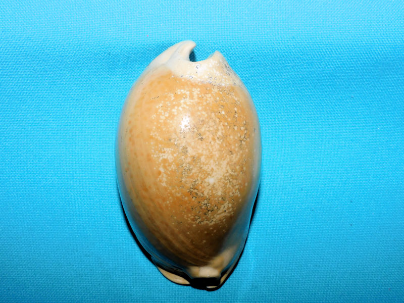 Akleistostoma juliagardnerae 3 ½”& 86.67mm."Giant Mature"#900009 Akleistostoma juliagardnerae 3 ½”& 86.67mm."Giant Mature"#900009