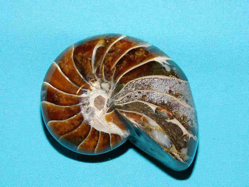 Ammonites