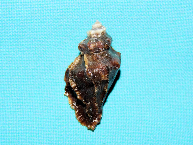 Vitularia salebrosa 1 5/8” or 40.52mm."Panama" #700458