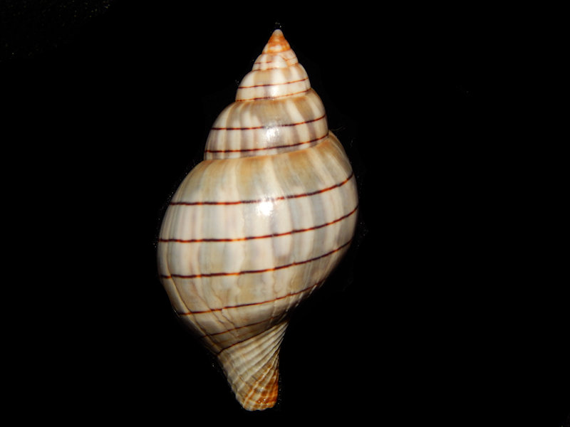 Cinctura hunteria 2 1/8” w/o-Bay Form-Lot#11722 Cinctura hunteria 2 1/8” w/o-Bay Form-Lot#11722