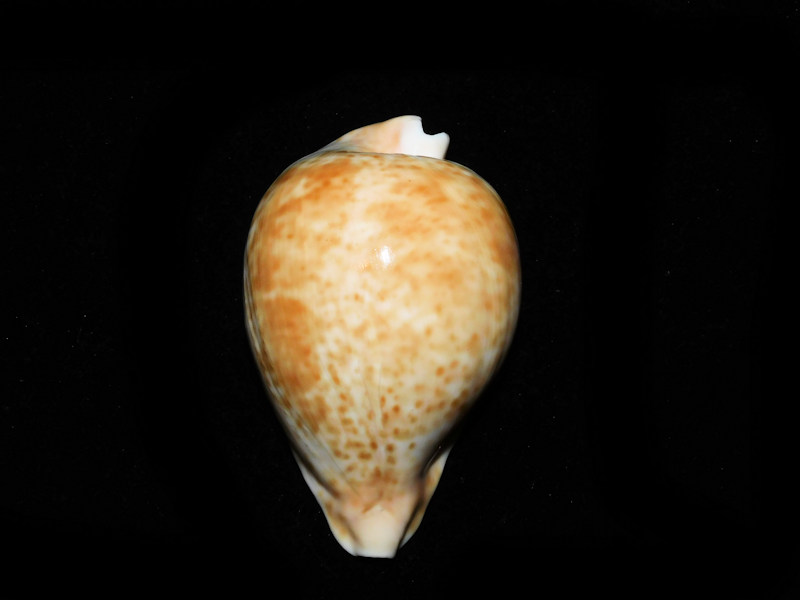 Umbilia hesitata 3 7/8” or 99.52mm. Victoria.#700211 Umbilia hesitata 3 7/8” or 99.52mm. Victoria.#700211