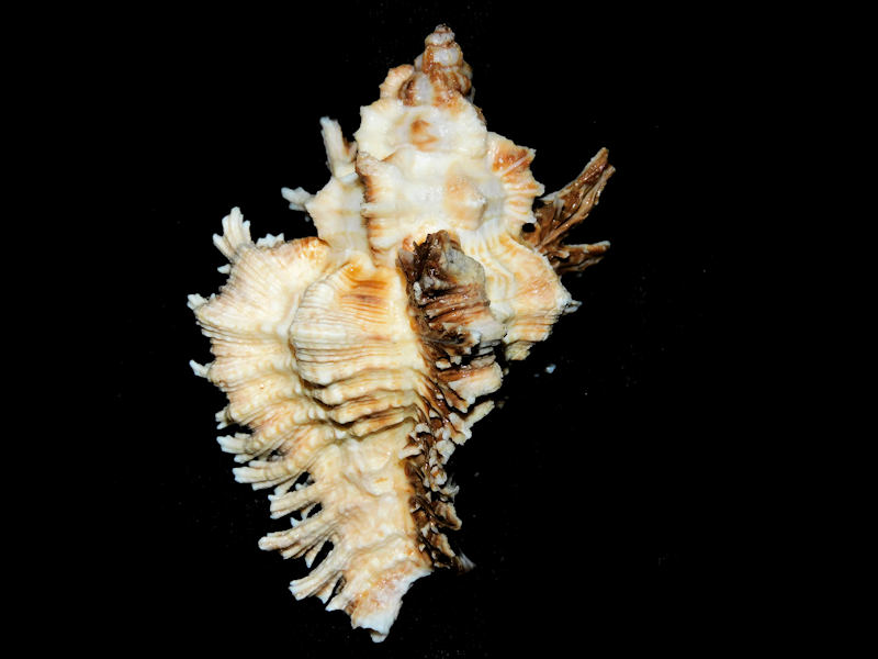 Chicoreus florifer 3 1/8” or 79.18mm. w/o "Brownish" #700342 Chicoreus florifer 3 1/8” or 79.18mm. w/o "Brownish" #700342