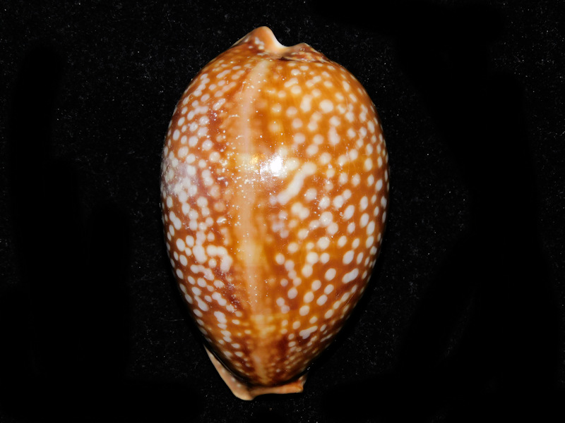 Macrocypraea cervus 3 5/8” or 91.05mm. Big Pine Key #700604 Macrocypraea cervus 3 5/8” or 91.05mm. Big Pine Key #700604