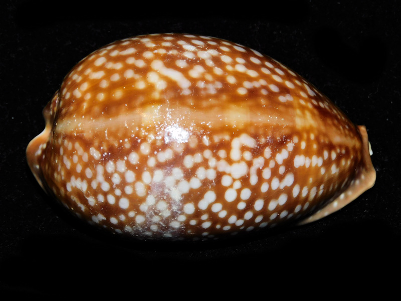 Macrocypraea cervus 3 5/8” or 91.05mm. Big Pine Key #700604