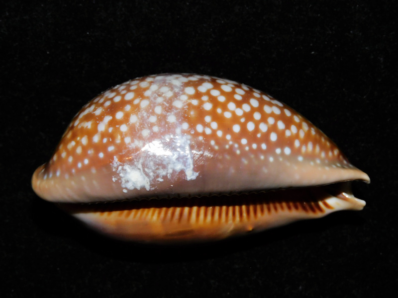 Macrocypraea cervus 3 5/8” or 91.05mm. Big Pine Key #700604