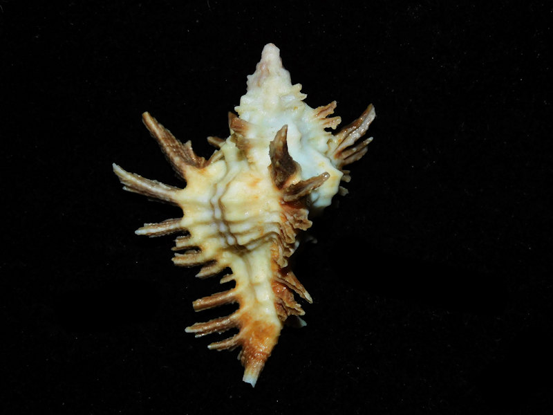 Chicoreus florifer 2 1/8” or 53.06mm. w/o "Brown Abaco" #700178 Chicoreus florifer 2 1/8” or 53.06mm. w/o "Brown Abaco" #700178