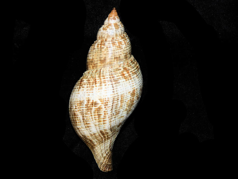 Fasciolaria tulipa 5 3/8” or 134.99mm. w/o "Sanibel" #17517