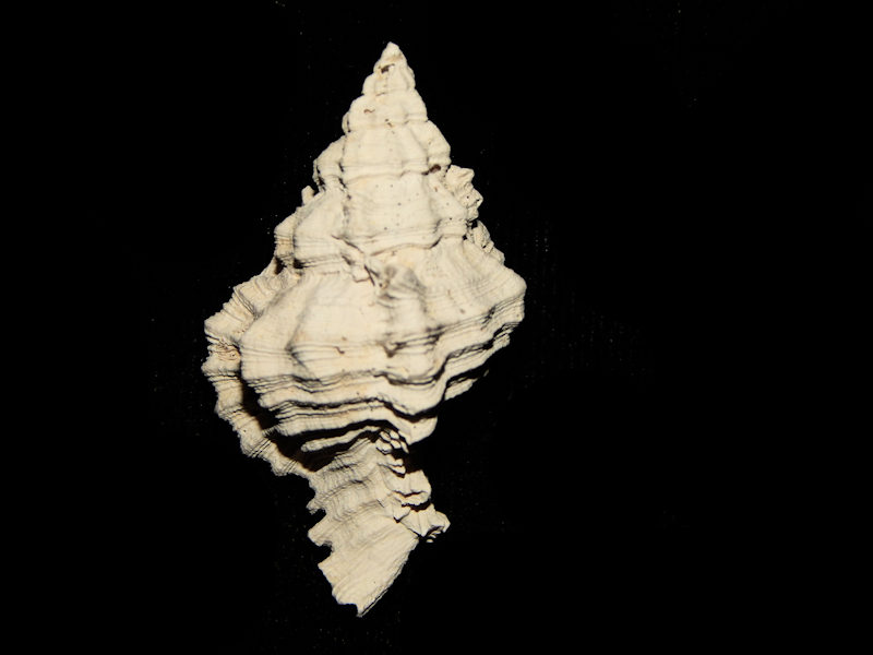 Chicoreus sarae 1 5/8” or 40.52mm.-Bee Branch-Lot#15881 Chicoreus sarae 1 5/8” or 40.52mm.-Bee Branch-Lot#15881