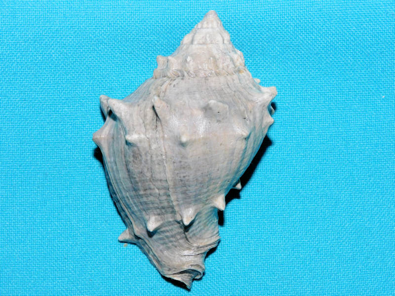 Strombus sarasotaensis 3 ¼” or 81.87mm."Black Fossil"#600188