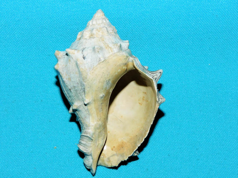 Strombus sarasotaensis 3 ¼” or 81.87mm."Black Fossil"#600188 - Click Image to Close