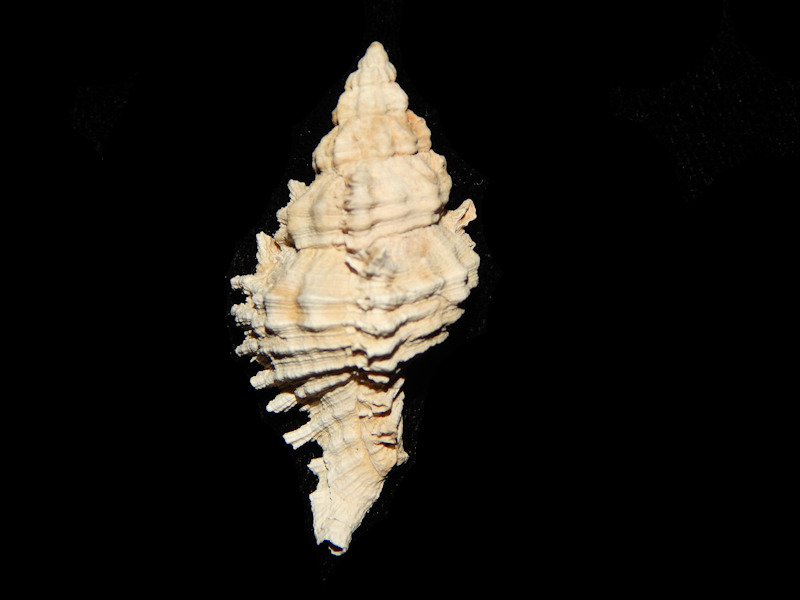 Chicoreus sarae 1 5/8” -Bee Branch Desoto Pit-Lot#14782 Chicoreus sarae 1 5/8” -Bee Branch Desoto Pit-Lot#14782