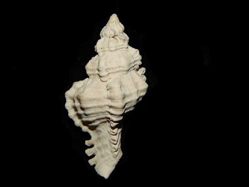 Chicoreus sarae 1 ¾”-Bee Branch Member-Lot#14490 Chicoreus sarae 1 ¾”-Bee Branch Member-Lot#14490