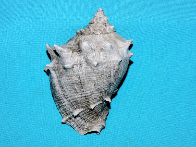 Melongena sarasotaensis 4 5/8” or 115.36mm."Superb" #800201 Melongena sarasotaensis 4 5/8” or 115.36mm."Superb" #800201