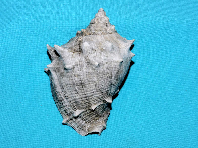 Melongena sarasotaensis 4 5/8” or 115.36mm."Superb" #800201