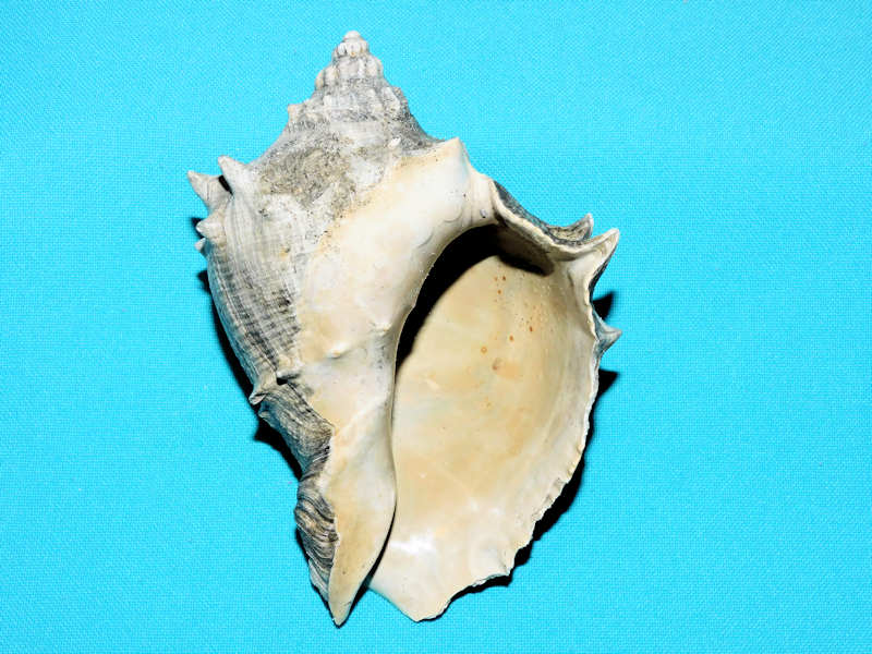 Melongena sarasotaensis 4 5/8” or 115.36mm."Superb" #800201 - Click Image to Close