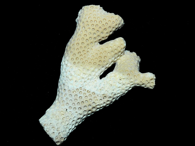 Oculina sarasotana 4 3/8” or 108.86mm.Rare Golden Gate #16875 Oculina sarasotana 4 3/8” or 108.86mm.Rare Golden Gate #16875