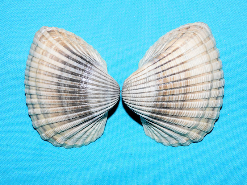 Anadara scalarina 3 5/8” or 88.13mm.Superb Pair #800022 Anadara scalarina 3 5/8” or 88.13mm.Superb Pair #800022