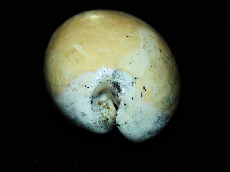 Calusacypraea briani 3 1/4" or 81.16mm. "LG Ultra-Rare"#17629 - Click Image to Close