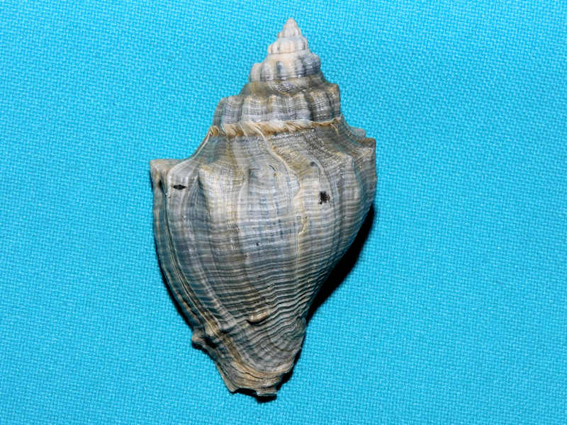 Melongena sarasotaensis 2 5/8” or 62.76mm. Golden Gate #17130 Melongena sarasotaensis 2 5/8” or 62.76mm. Golden Gate #17130