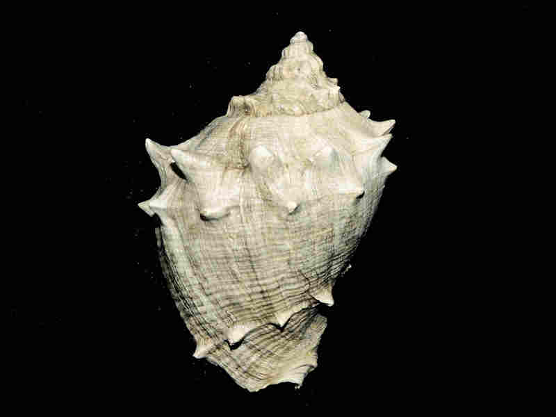 Melongena sarasotaensis 4 5/8” or 115.36mm."Giant Extinct" Lot#17947 (image for) Melongena sarasotaensis 4 5/8” or 115.36mm."Giant Extinct" Lot#17947