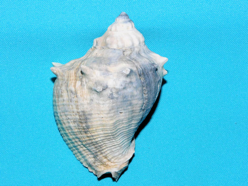 Melongena sarasotaensis 3 5/8” or 88.20mm."Choice"#400109 Melongena sarasotaensis 3 5/8” or 88.20mm."Choice"#400109
