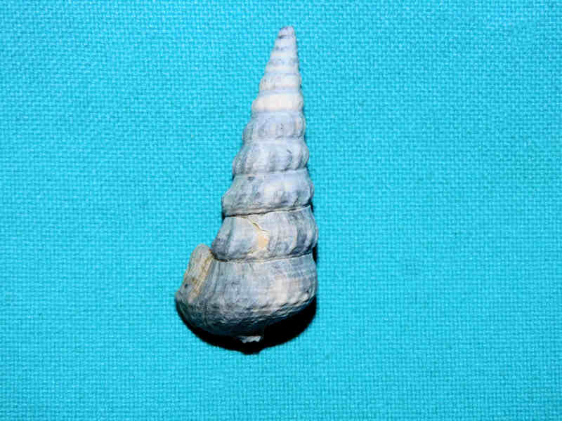 Pyrazisinus sarasotaensis 1 5/8” or 41.26mm.Apac Pit #17462