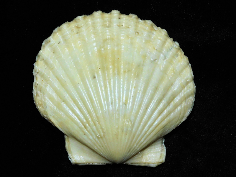 Carolinapecten eboreus 4 1/8” or 105.22mm.Gorgeous Pecten#400009 Carolinapecten eboreus 4 1/8” or 105.22mm.Gorgeous Pecten#400009
