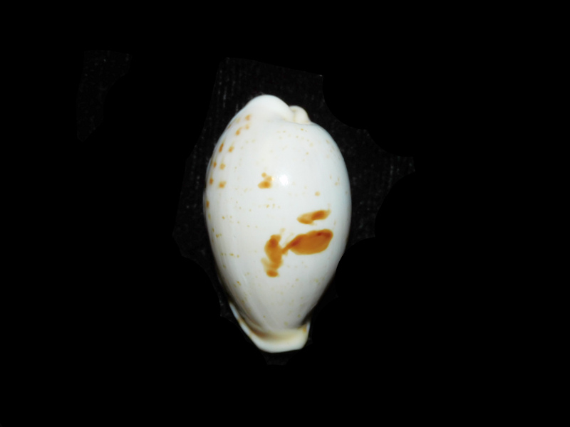 Palmadusta saulae 1 ¼” or 29.38mm "Rare Pattern" LOT#901283JB (image for) Palmadusta saulae 1 ¼” or 29.38mm "Rare Pattern" LOT#901283JB