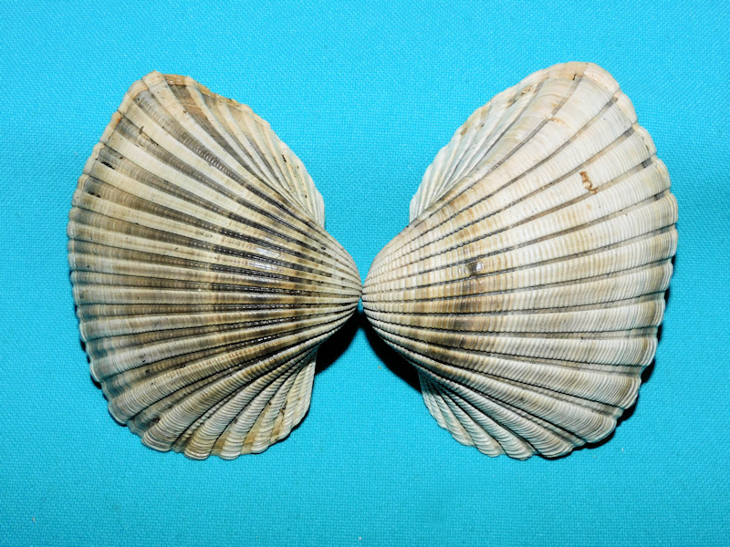 Anadara scalarina 3 5/8” or 89.20mm."Giant Superb"#800015 Anadara scalarina 3 5/8” or 89.20mm."Giant Superb"#800015