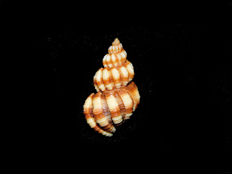 Scalptia mercadoi 1 1/8” or 28.11mm. "Lovely" #700464 Scalptia mercadoi 1 1/8” or 28.11mm. "Lovely" #700464