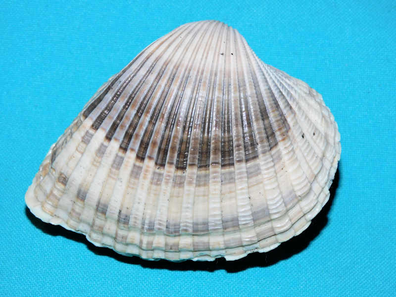 Anadara scalarina 3 1/2” & 85.48mm. Heilprin,1886-Extinct#800232