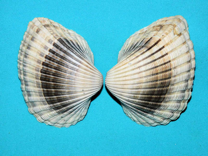 Anadara scalarina 3 1/2” & 85.48mm. Heilprin,1886-Extinct#800232