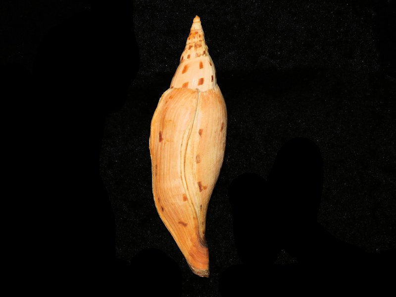 Scaphella (Dubia) kieneri 6 3/4”& 169.22mm"Ultra-Rare " #700795 Scaphella (Dubia) kieneri 6 3/4”& 169.22mm"Ultra-Rare " #700795