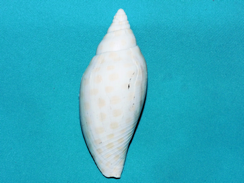 Scaphella mansfieldi 4 1/8” or 103.64mm."Rare"#500008 Scaphella mansfieldi 4 1/8” or 103.64mm."Rare"#500008