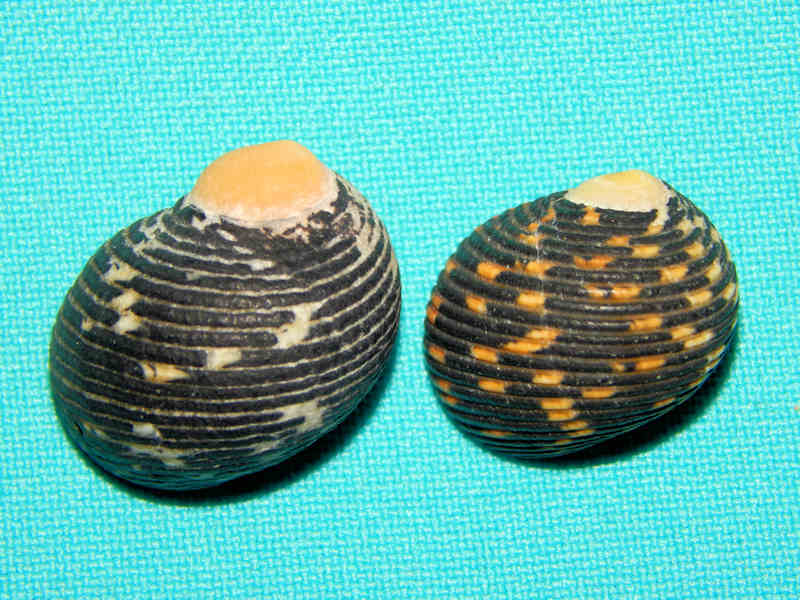 Nerita (Ritena) scabricosta(2) 22.22mm & 25.89mm.-Lot#14666 Nerita (Ritena) scabricosta(2) 22.22mm & 25.89mm.-Lot#14666