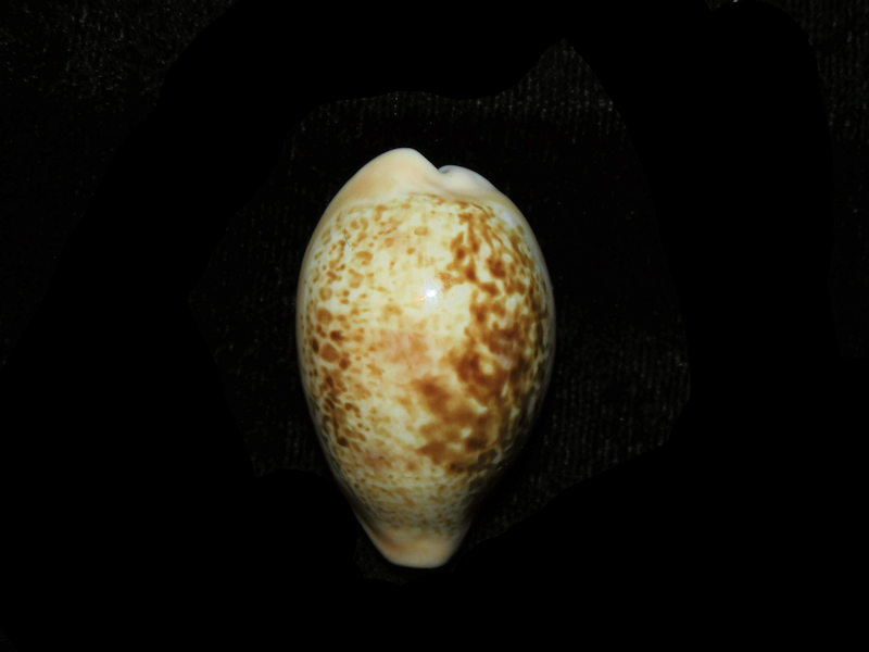 Schilderia achatidea 1 5/8” or 37.04mm. "Uncommon Spain" Lot#901281JB (image for) Schilderia achatidea 1 5/8” or 37.04mm. "Uncommon Spain" Lot#901281JB