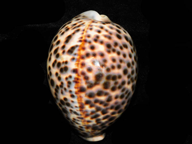 Cypraea tigris schideriana 4 ¾” or 119.40mm. "Haleiwa, Oahu, Hawaii" LOT#901236JB (image for) Cypraea tigris schideriana 4 ¾” or 119.40mm. "Haleiwa, Oahu, Hawaii" LOT#901236JB