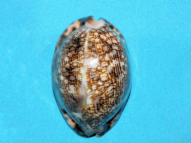 Mauritia arabica immanis 3” or 75.33mm."Superb Madagascar" LOT#700973G (image for) Mauritia arabica immanis 3” or 75.33mm."Superb Madagascar" LOT#700973G