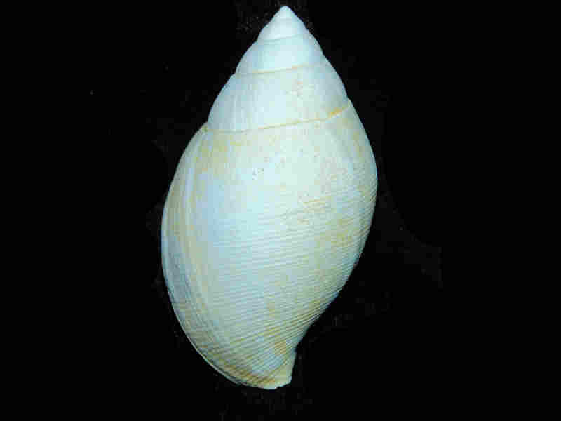 Sconsia prolongata 2 3/4” or 67.79mm."Rare" Lot#17935 (image for) Sconsia prolongata 2 3/4” or 67.79mm."Rare" Lot#17935
