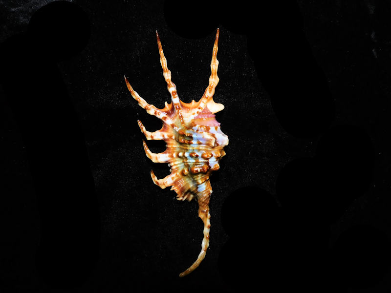 Lambis scorpius 5 ¾” or 128.72mm. w/o "Gorgeous" LOT#90300 (image for) Lambis scorpius 5 ¾” or 128.72mm. w/o "Gorgeous" LOT#90300