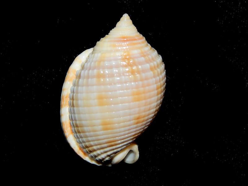 Semicassis granulata 1 5/8"-Sanibel Hermine-Lot#16355 Semicassis granulata 1 5/8"-Sanibel Hermine-Lot#16355