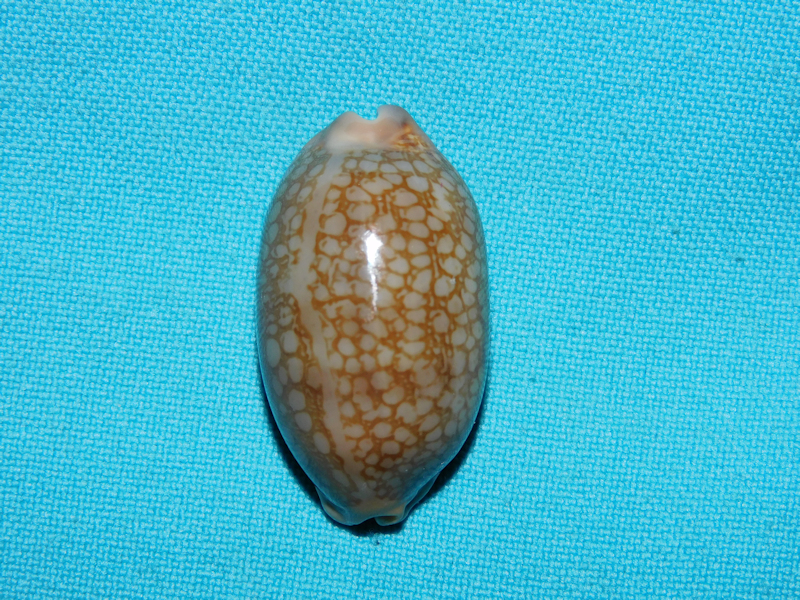 Mauritia scurra scurra 1 1/2” or 36.28mm. Lot#16808 Mauritia scurra scurra 1 1/2” or 36.28mm. Lot#16808